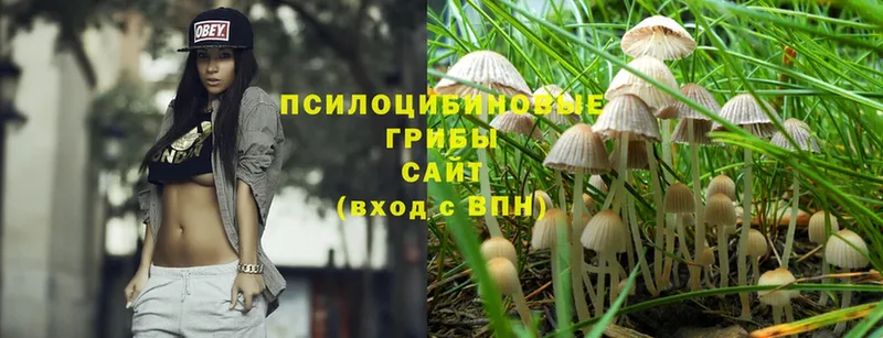 Галлюциногенные грибы Psilocybe  Апшеронск 